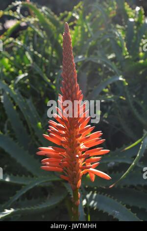 Red Hot poker, aloe vera piante succulente Foto Stock