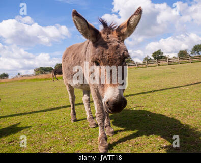 Asino vicino fino a Sidmouth Donkey Sanctuary Foto Stock