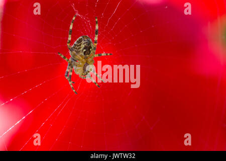 Giardino in comune ragno, Araneus diadematus, in un sito web con uno sfondo rosso. Vista del lato inferiore e l'addome. In un giardino in Shropshire, Inghilterra. Foto Stock