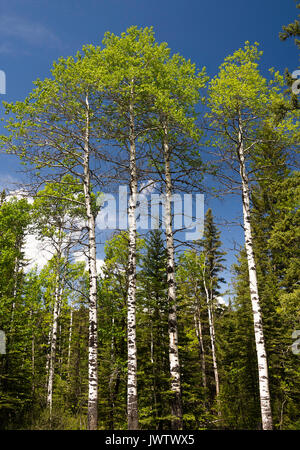 Argento bellissimi alberi di betulla con cielo blu chiaro nel bosco a Kananaskis Alberta Canada Foto Stock