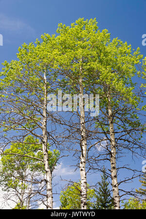 Argento bellissimi alberi di betulla con cielo blu chiaro nel bosco a Kananaskis Alberta Canada Foto Stock