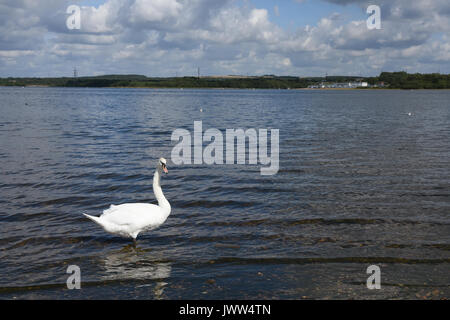 Cigni sul litorale di chasewater country park in una calda giornata d'estate. staffordshire, Regno Unito Foto Stock