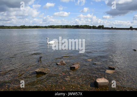 Cigni sul litorale di chasewater country park in una calda giornata d'estate. staffordshire, Regno Unito Foto Stock