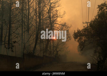 Kalamos paese, la Grecia. 13 Ago, 2017. Le fiamme alzarsi da una casa in fiamme durante un incendio di foresta al villaggio Kalamos Credito: SOPA Immagini limitata/Alamy Live News Foto Stock