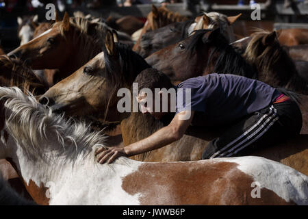 Marin, Pontevedra, Spagna. 13 Ago, 2017. Cavalli selvaggi durante la rapa Das Bestas evento tradizionale nella regione di Marin, Spagna nord-occidentale, il 13 agosto 2017. Cavalli selvaggi sono arrotondate dalle vicine montagne e confinate in una penna all'aperto per tagliare la criniera dei cavalli durante i 400-anno-vecchio horse festival chiamato Rapa das bestas (tranciatura delle bestie) celebrata in diversi villaggi della Galizia in Spagna. Questo anno il Concello di Marin celebra la sua dodicesima edizione, il recupero della tradizione. Credito: Manuel Balles/ZUMA filo/Alamy Live News Foto Stock