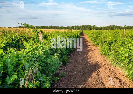 Bellissimo vigneto sulla giornata di sole Foto Stock