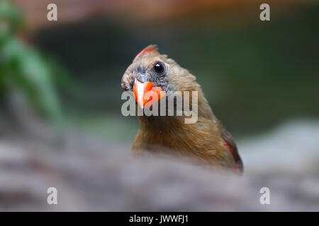 Curioso cercando femmina cardinale Nord uccello con luminosi a becco rosso Foto Stock