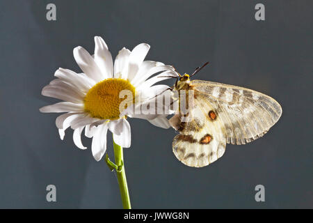 Ritratto di una donna Clodius Parnassian butterfly, Parnassius clodius, noto anche come American Apollo e Clodius Apollo con un sphragis attaccato al Foto Stock