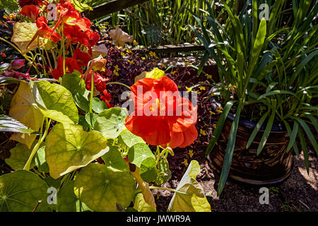 Nasturtiums il in presenza di luce solare Foto Stock