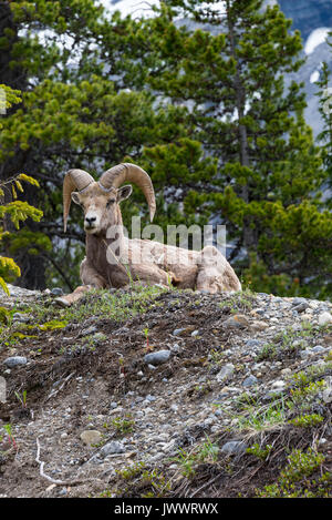 Bighorn su Ghiaioni rocciosi in prossimità del Fiume Saskatchewan attraversando il Parco Nazionale di Banff Alberta Canada Foto Stock