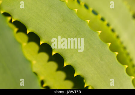 Candelabri aloe (Aloe arborescens) Foto Stock