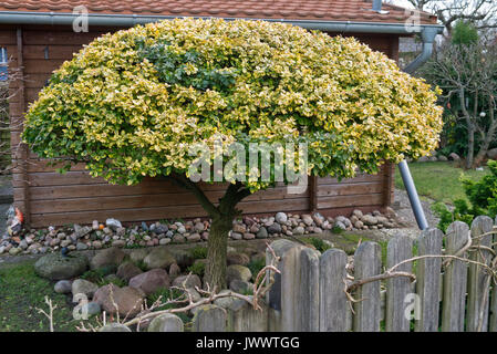 Inverno superriduttore (euonymus fortunei) Foto Stock