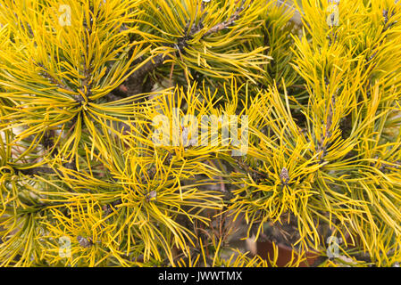 Pino mugo (Pinus mugo "carstens wintergold') Foto Stock