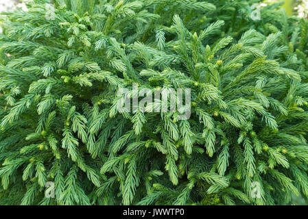 Cedro giapponese (Cryptomeria japonica 'globosa nana") Foto Stock