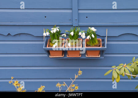 Snowdrops (galanthus) in vasi di fronte ad una parete blu Foto Stock