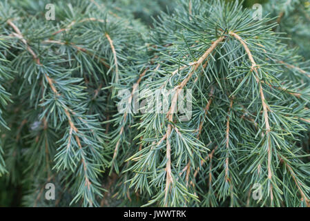 Cedro himalayano (CEDRUS DEODARA 'feelin blue') Foto Stock