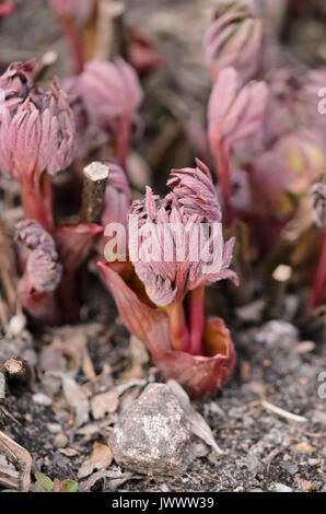 Peonia comune (Paeonia officinalis) Foto Stock