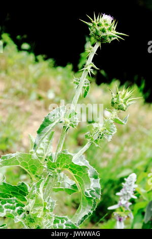 Distel, Mariendistel Knospe kurz vor der Blüte Foto Stock