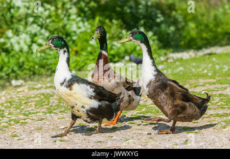 Le anatre domestiche (Anas platyrhynchos domesticus), eventualmente Mallard ibridi, camminando in verticale sulla terra nel West Sussex, in Inghilterra, Regno Unito. Foto Stock