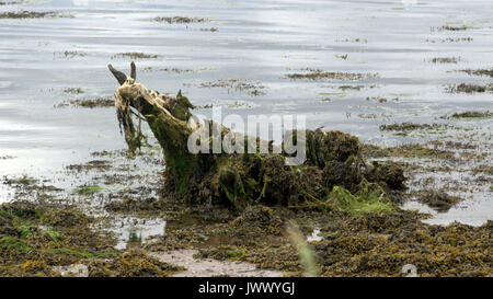 Driftwood e alghe mostro di Loch Ness om riva lago di Loch Ness Scozia mito Foto Stock