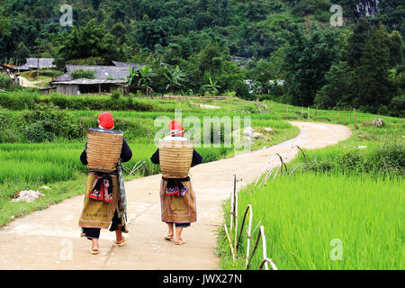 14701792 - donne hilltribe vicino risaie a piedi fino al loro villaggio di sapa, Vietnam Foto Stock