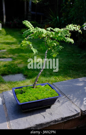 Bonsai Rowan tree in un vaso blu Foto Stock