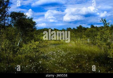 Bella paesaggio Teufelsmoor vicino Brema - Gemany Foto Stock