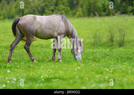 Cavallo grigio del pascolo in primavera Foto Stock