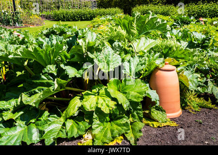 Rabarbaro (Rheum rhabarbarum) piante erbacee perenni piante in un orto con le campane di terracotta. Foto Stock