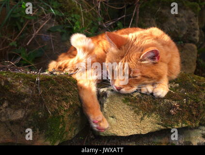 Lo zenzero gatto dorme sul muro di pietra Foto Stock