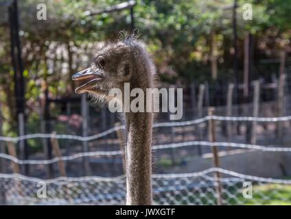 Struzzo in una fattoria vicino alla città di Oudtshoorn in Sud Africa Foto Stock