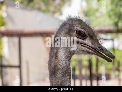 Struzzo in una fattoria vicino alla città di Oudtshoorn in Sud Africa Foto Stock