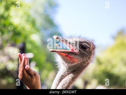 Struzzo in una fattoria vicino alla città di Oudtshoorn in Sud Africa Foto Stock