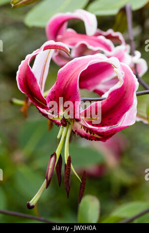 Turkscap singolo fiore del giglio Orienpet, Lilium "Bellezza nera". Vi è un giglio rosso scarlatto beetle, Lilioceris lilii sul fiore stami Foto Stock