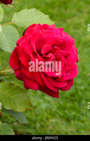 Fiore doppio del ricco ibrido rosso rosa tea, Rosa 'Royal William' Foto Stock