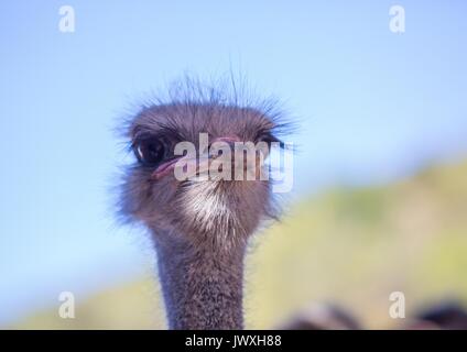 Struzzo in una fattoria vicino alla città di Oudtshoorn in Sud Africa Foto Stock