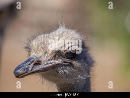 Struzzo in una fattoria vicino alla città di Oudtshoorn in Sud Africa Foto Stock