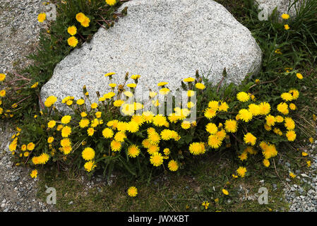 Un grande agglomerato di tarassaco fiori da Duffey lago vicino a Mount Currie della Columbia britannica in Canada Foto Stock
