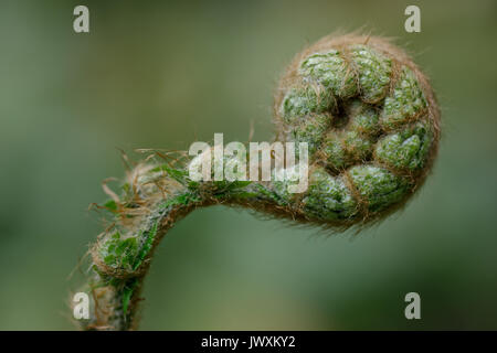 Nuovo frond di Polystichum polyblepharum fern con un morbido sfondo bokeh di fondo Foto Stock