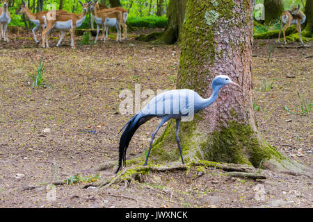 Il Blue Crane (Grus paradisaea), noto anche come la gru di Stanley e il paradiso gru e cervi in background Foto Stock