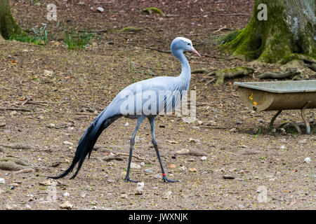 Il Blue Crane (Grus paradisaea), noto anche come la gru di Stanley e il paradiso gru Foto Stock