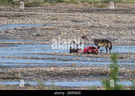 Lupo (Canis lupus) alimentazione del Bull su caribou uccidere nel fiume Teklanika, maschio alfa che indossa un collare radio, Parco Nazionale di Denali Foto Stock