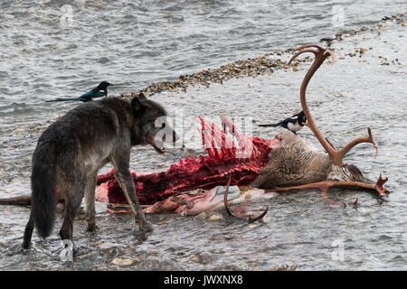 Lupo (Canis lupus) maschio alfa si alimenta con bull Caribou Coffee Company che il suo pack ha ucciso in Oriente forcella Toklat River, gazza in background, Denali compit Foto Stock