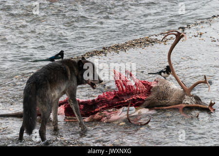 Lupo (Canis lupus) maschio alfa si alimenta con bull Caribou Coffee Company che il suo pack ha ucciso in Oriente forcella Toklat River, gazza in background, Denali compit Foto Stock