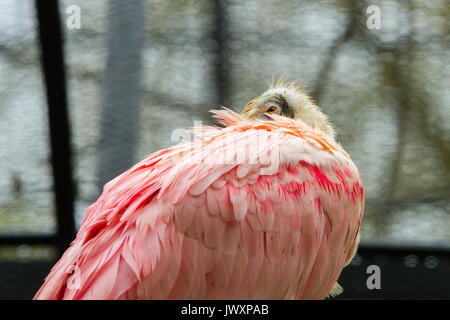 Rosa, fatturati piana, la roseate spoonbill - Platalea ajaja, gregaria trampolieri, Threskiornithidae Foto Stock