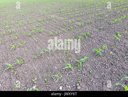 Campo di giovani del mais. I germogli di mais sul campo. Mais da foraggio insilato Foto Stock