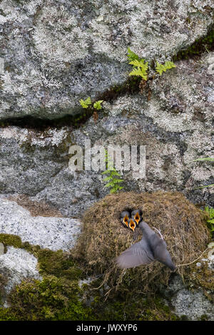 American bilanciere (Cinclus mexicanus) alimentare le sue tre giovani nel nido. Il nido si trova sul lato di una roccia che si trova nel mezzo di un fiume. Chilkoo Foto Stock