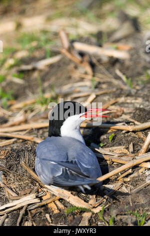 Arctic Tern (sterna paradisaea) di appoggio al suolo, chiamando il suo compagno nel Potter Marsh, Anchorage in Alaska, Foto Stock