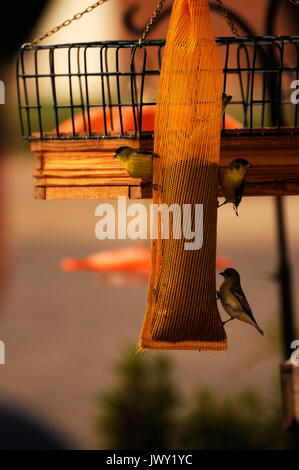 Gale Odion riempie uno dei 43 alimentatori di uccelli nel cortile della sua casa di midtown, Tucson, Arizona, Stati Uniti. Foto Stock