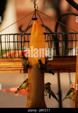 Gale Odion riempie uno dei 43 alimentatori di uccelli nel cortile della sua casa di midtown, Tucson, Arizona, Stati Uniti. Foto Stock